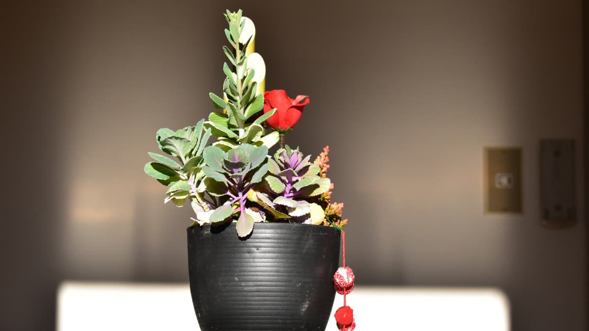 とうが立ってきた葉牡丹の正月飾り20210218（キャッチ画像）