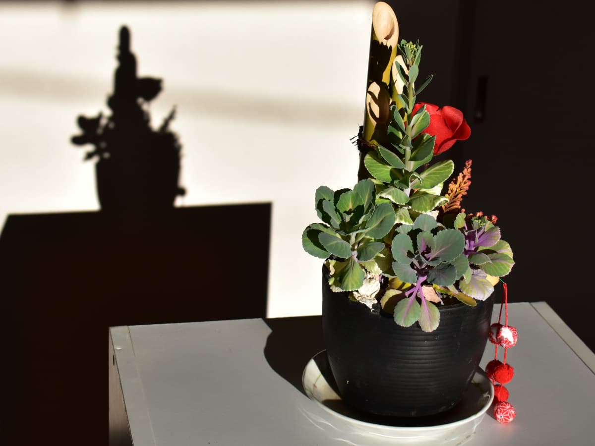 とうが立ってきた葉牡丹の正月飾りと影20210218-2