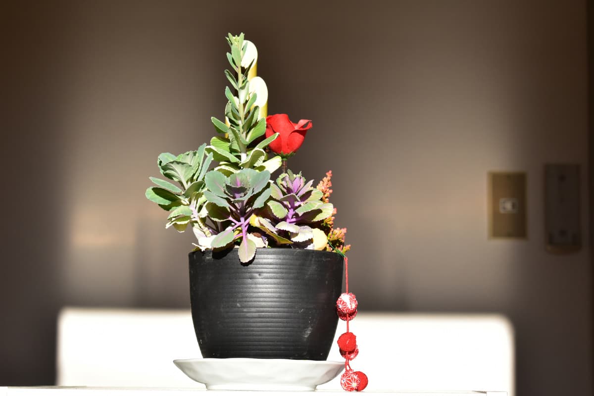 とうが立ってきた葉牡丹の正月飾り20210218