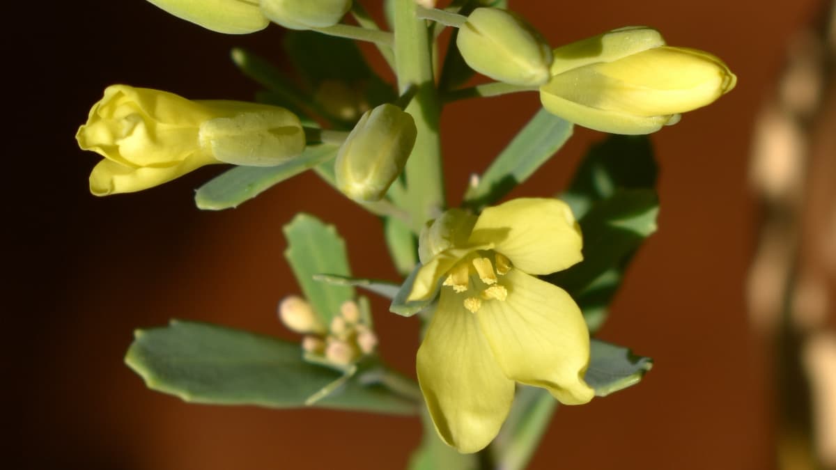 葉牡丹の花202103