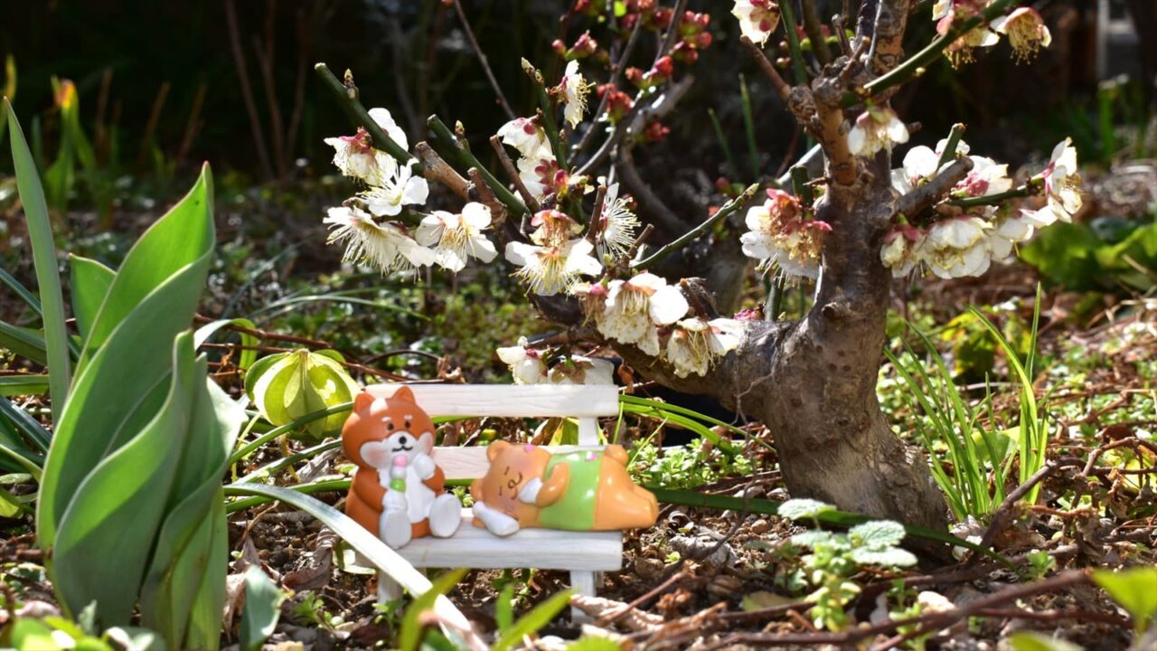 ゴン太の梅見酒202203