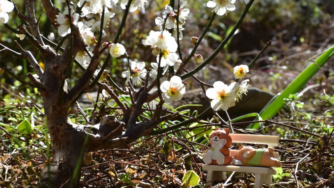 ゴン太の梅見酒202302