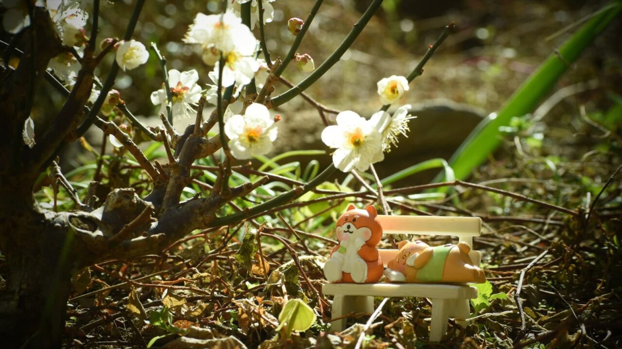 ゴン太の梅見酒202302-2