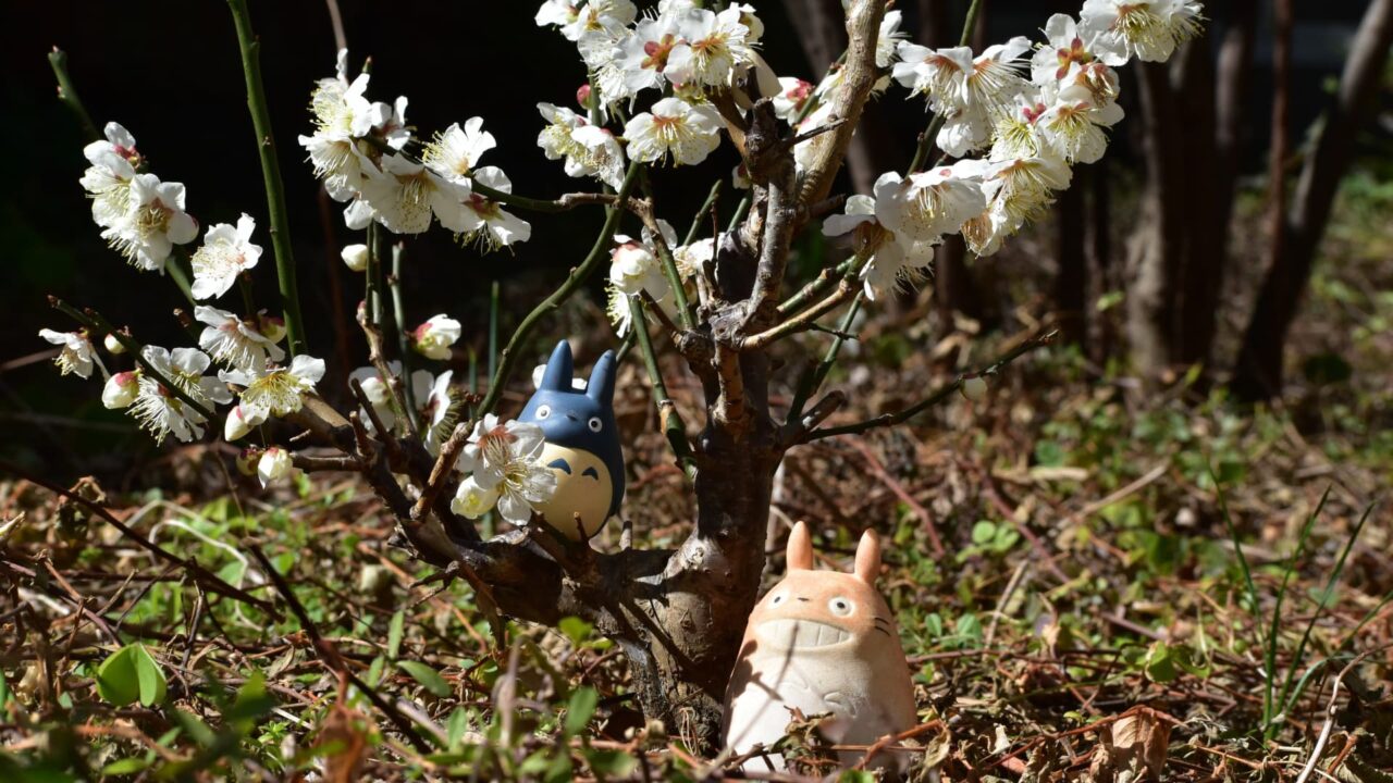 白梅と大&中トトロ202302-1