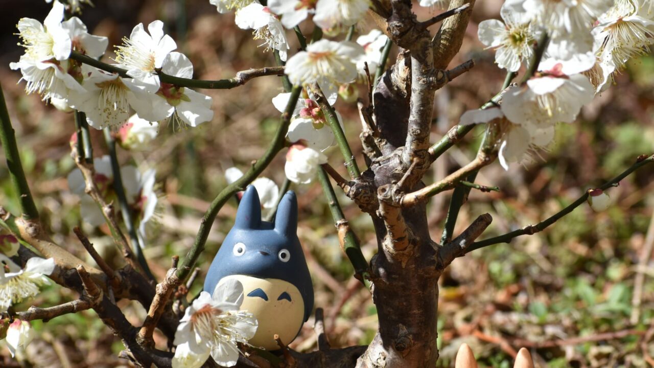 白梅と中トトロ202302-2