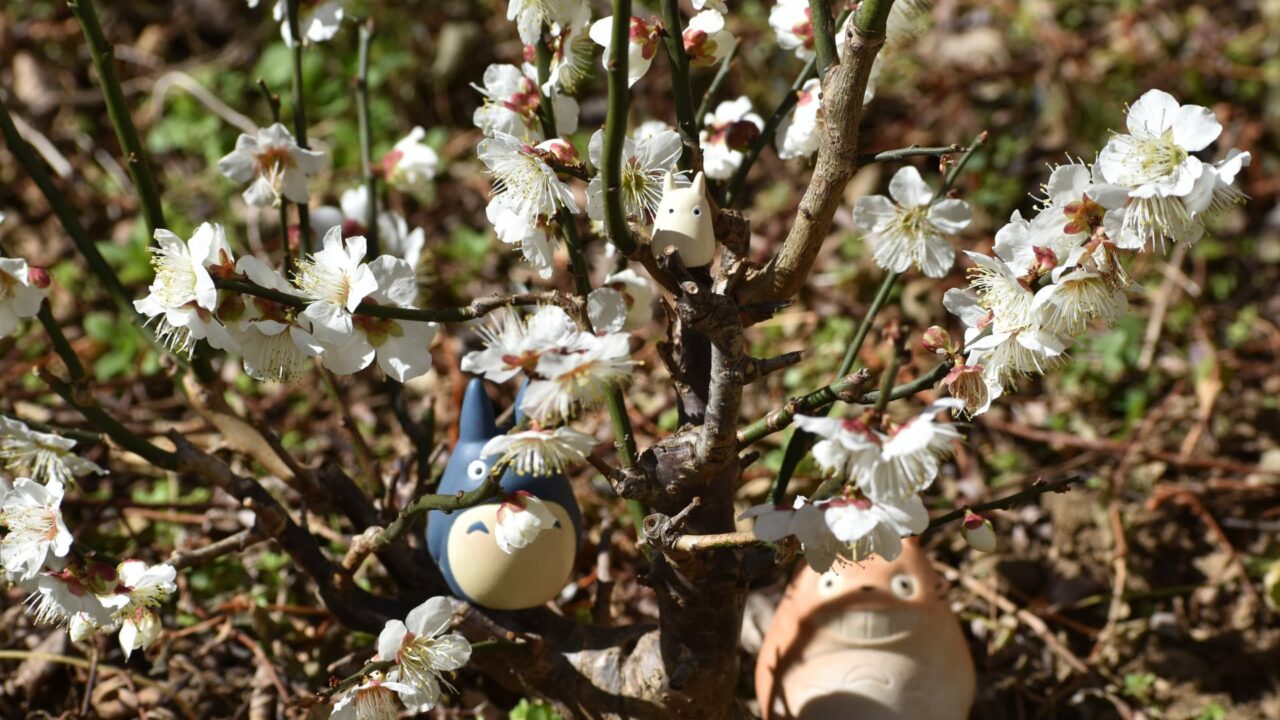 白梅でトトロたちの記念写真202302-4