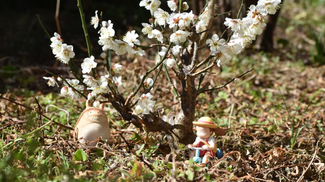 白梅とトトロとメイ202302-6