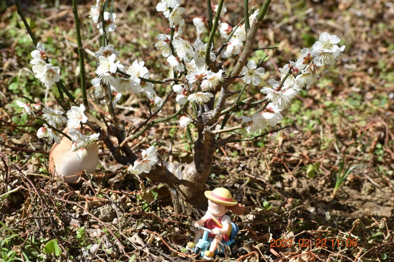 白梅とトトロとメイ202302-7