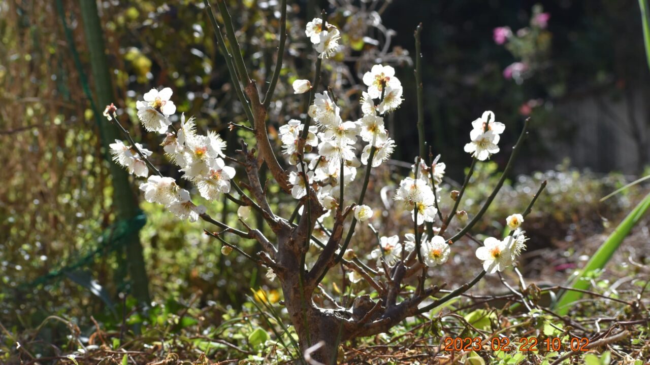 白梅満開20230222