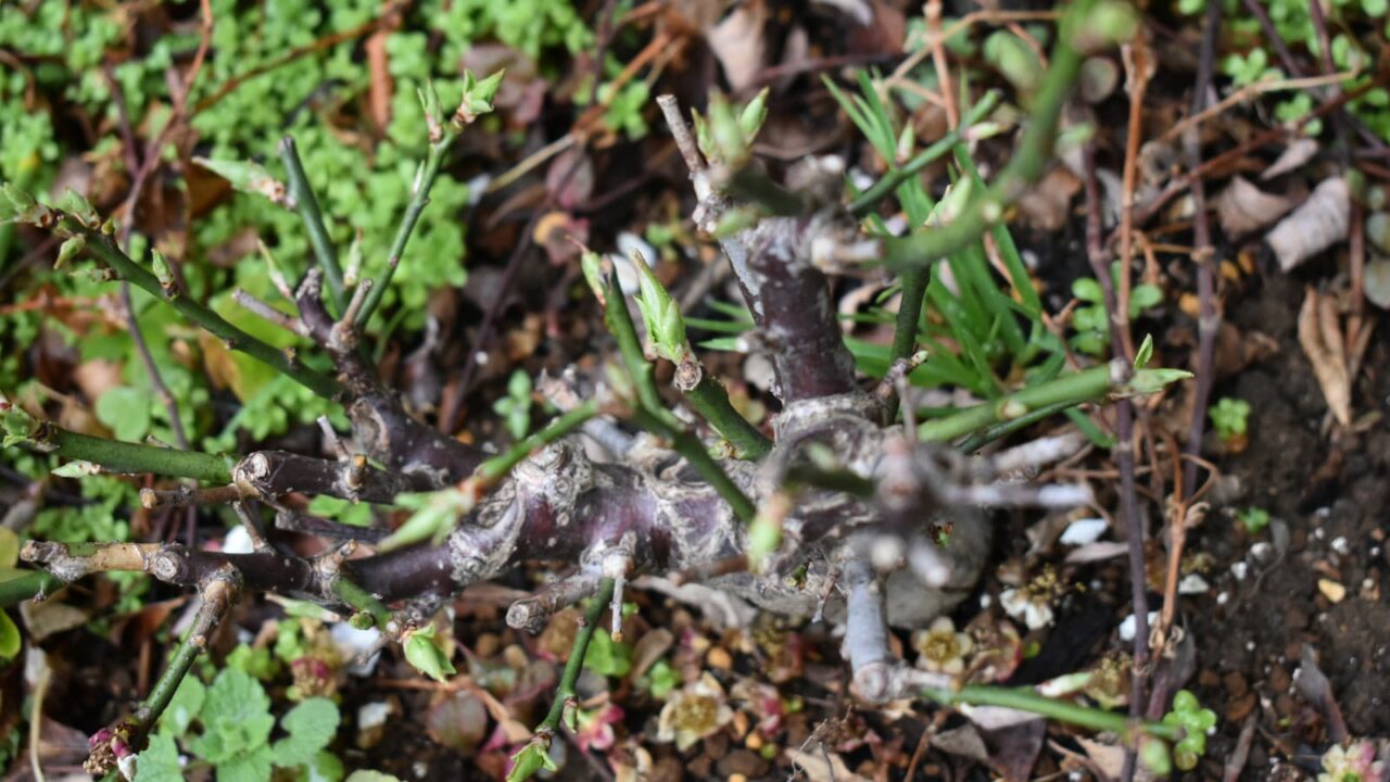 白梅葉の成長20220318(芽吹き)
