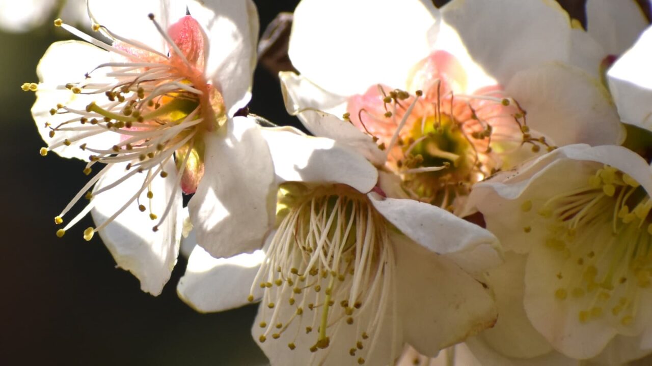 白梅の雌蕊202203-2