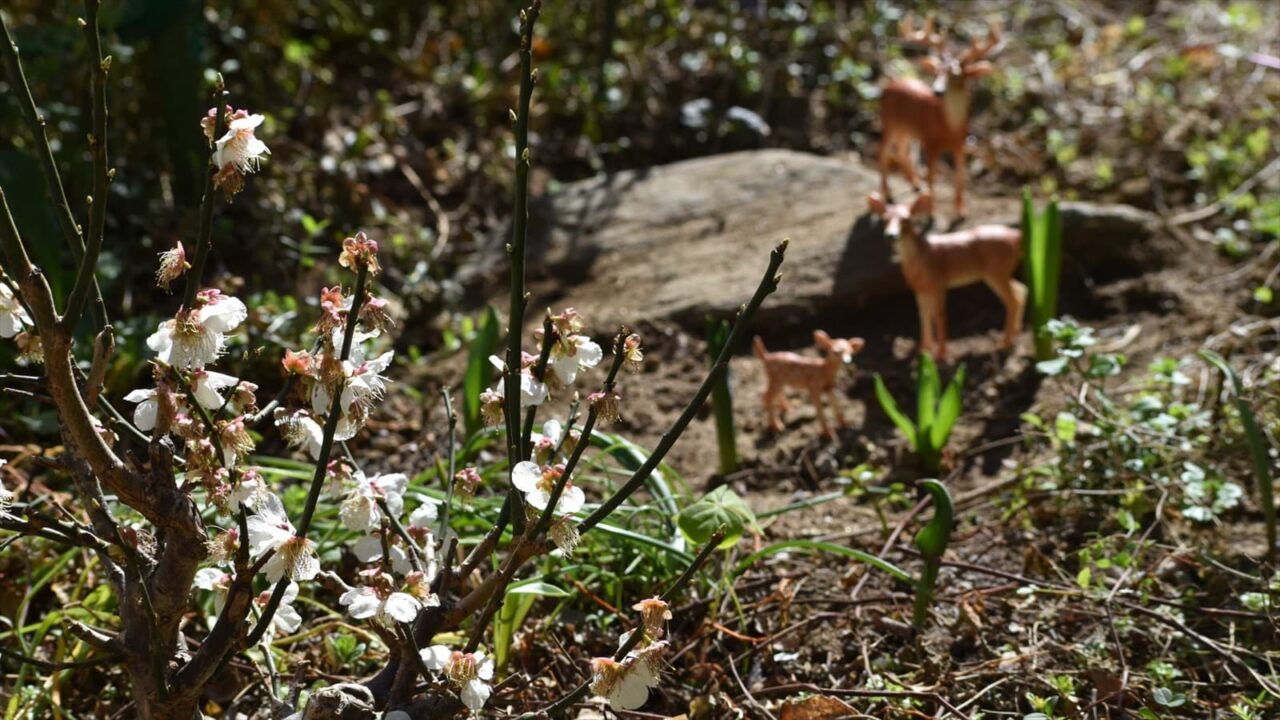 白梅見学に来た鹿ファミリー20230304-1