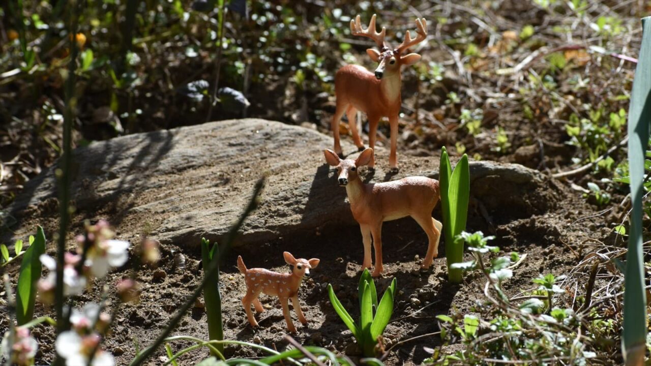 白梅見学に来た鹿ファミリー20230304-2