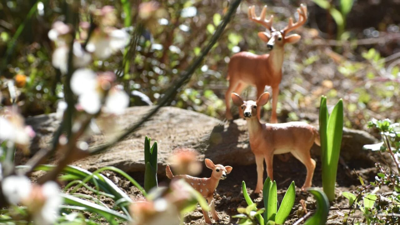 白梅見学に来た鹿ファミリー20230304-3