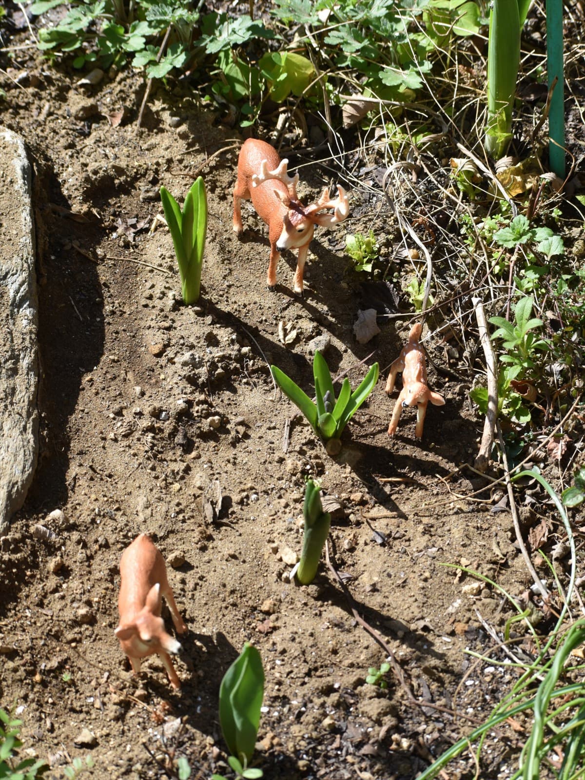 白梅見学に来た鹿ファミリー20230304-4