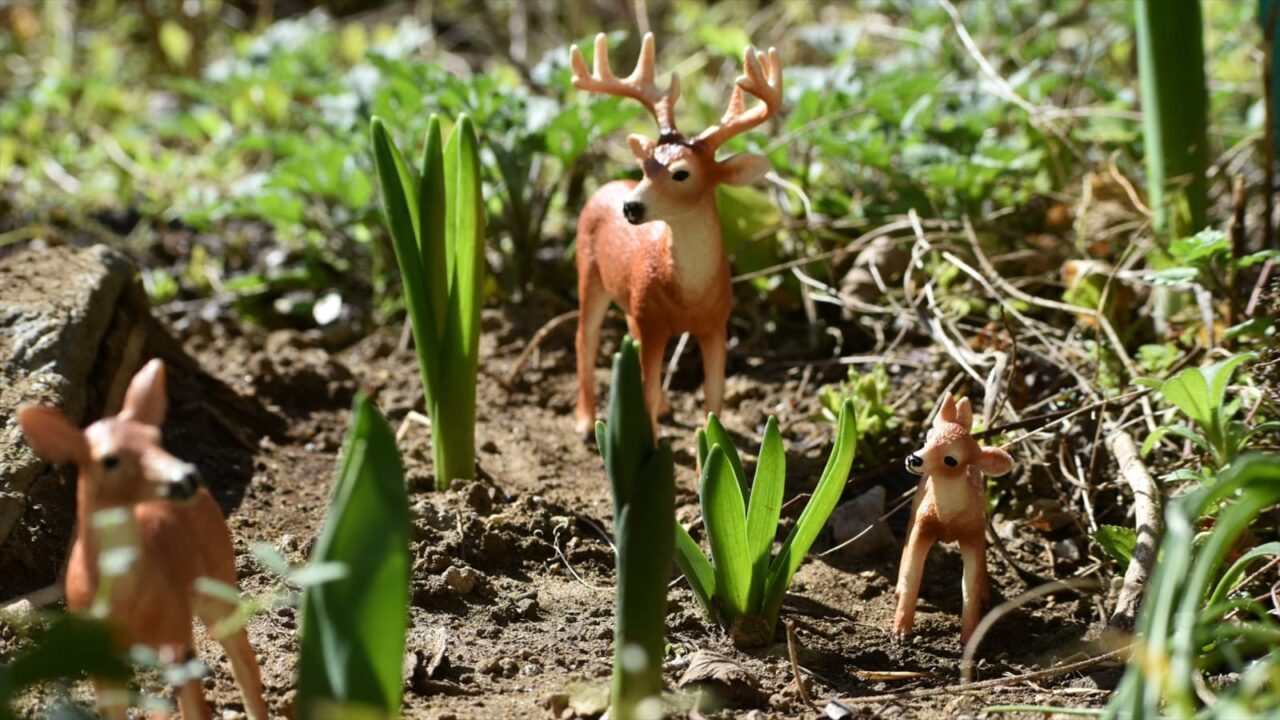 白梅見学に来た鹿ファミリー20230304-5