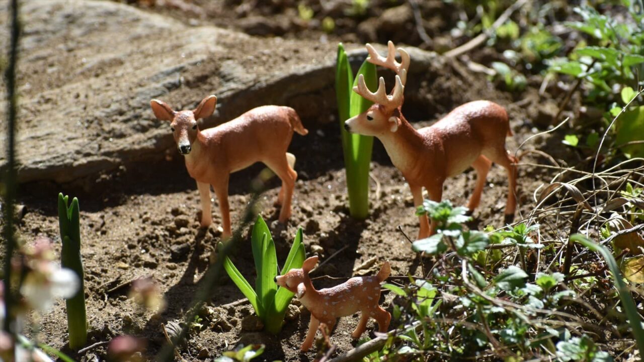 白梅見学に来た鹿ファミリー20230304-6