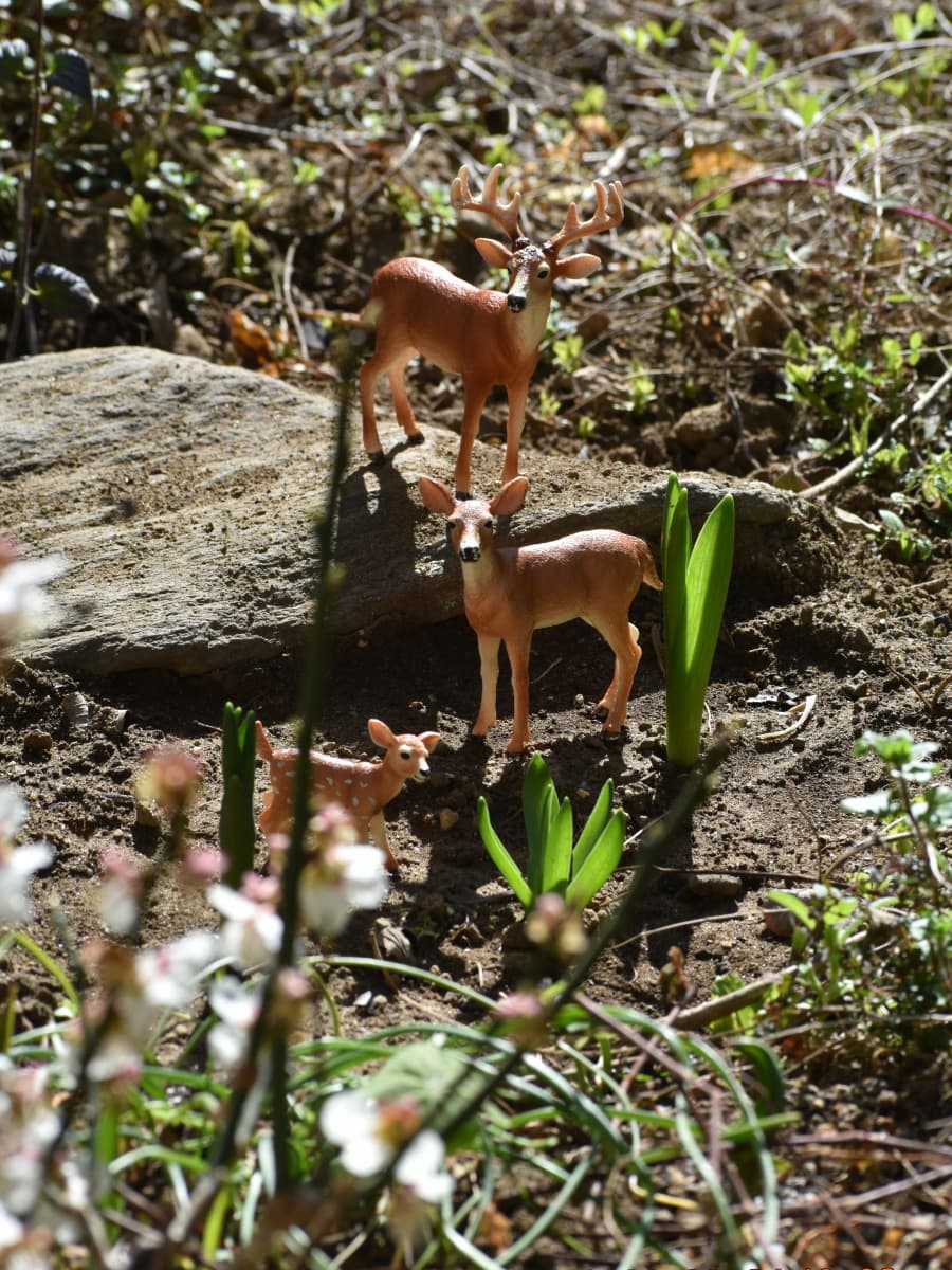 白梅見学に来た鹿ファミリー20230304-8