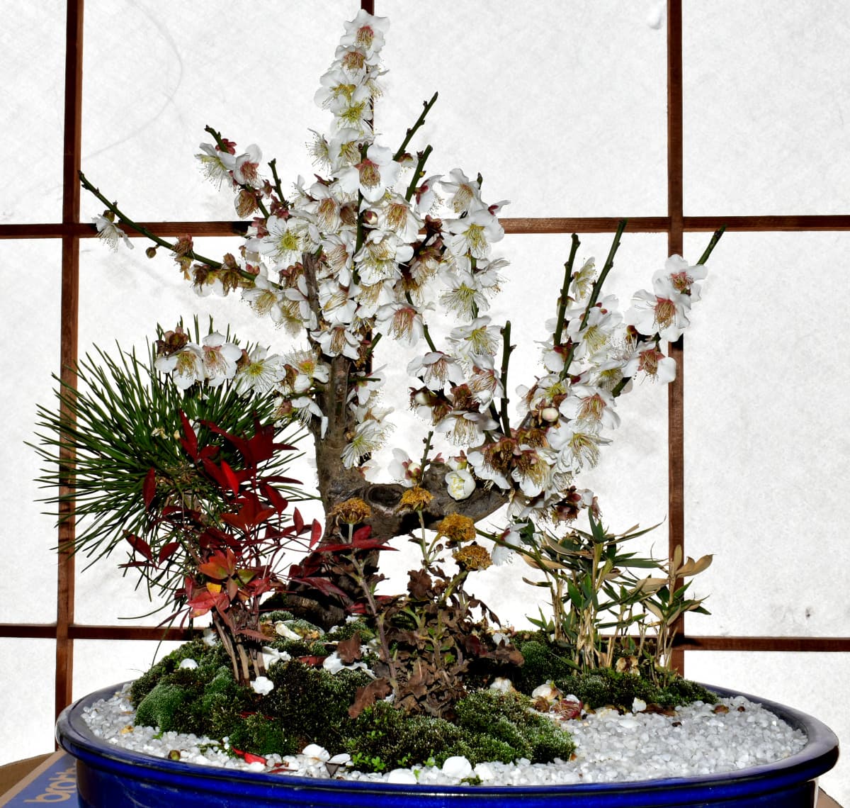 白梅盆栽鉢20210216