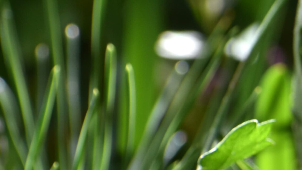 寒菊とオーブ2021