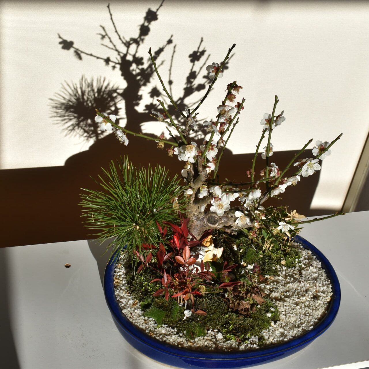 白梅盆栽の中で眠る猫たち1