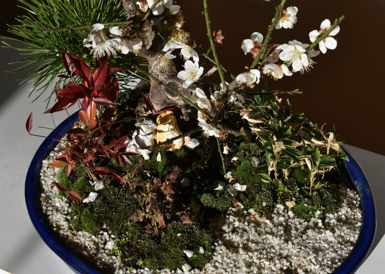 白梅盆栽の中で眠る猫たち2