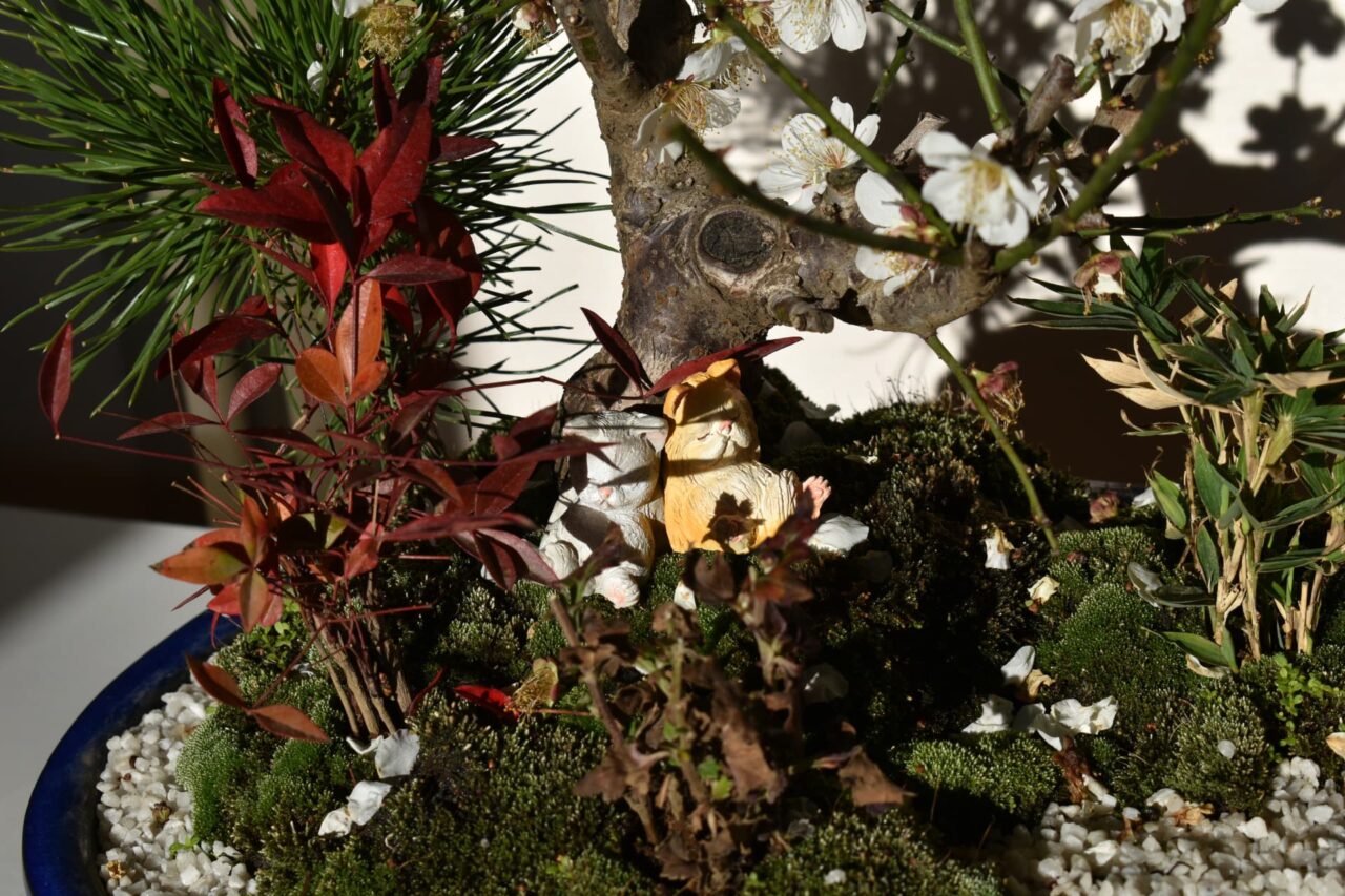 白梅盆栽の中で眠る猫たち3