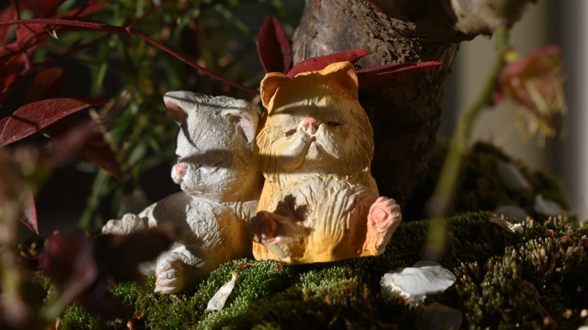 白梅盆栽と昼寝子たち