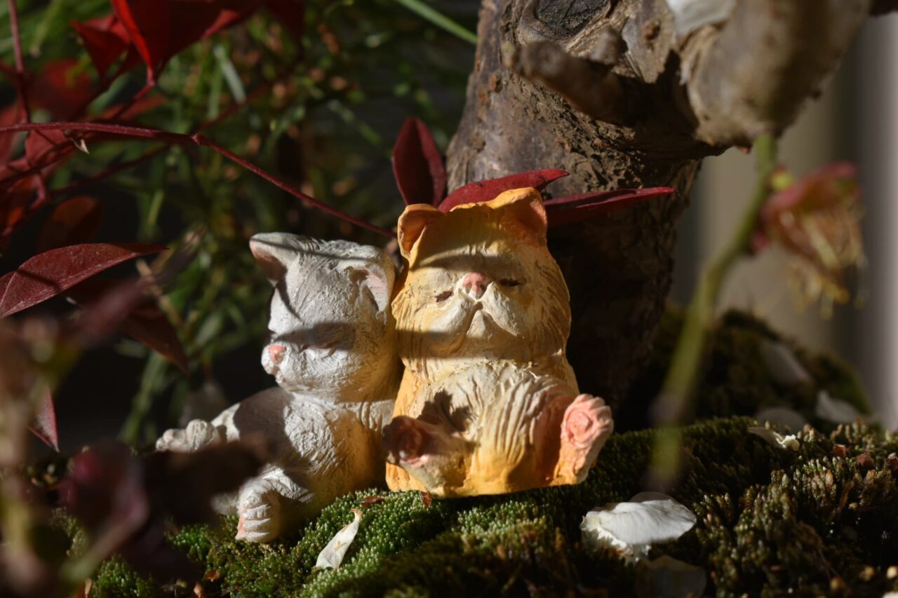 白梅盆栽の中で眠る猫たち4