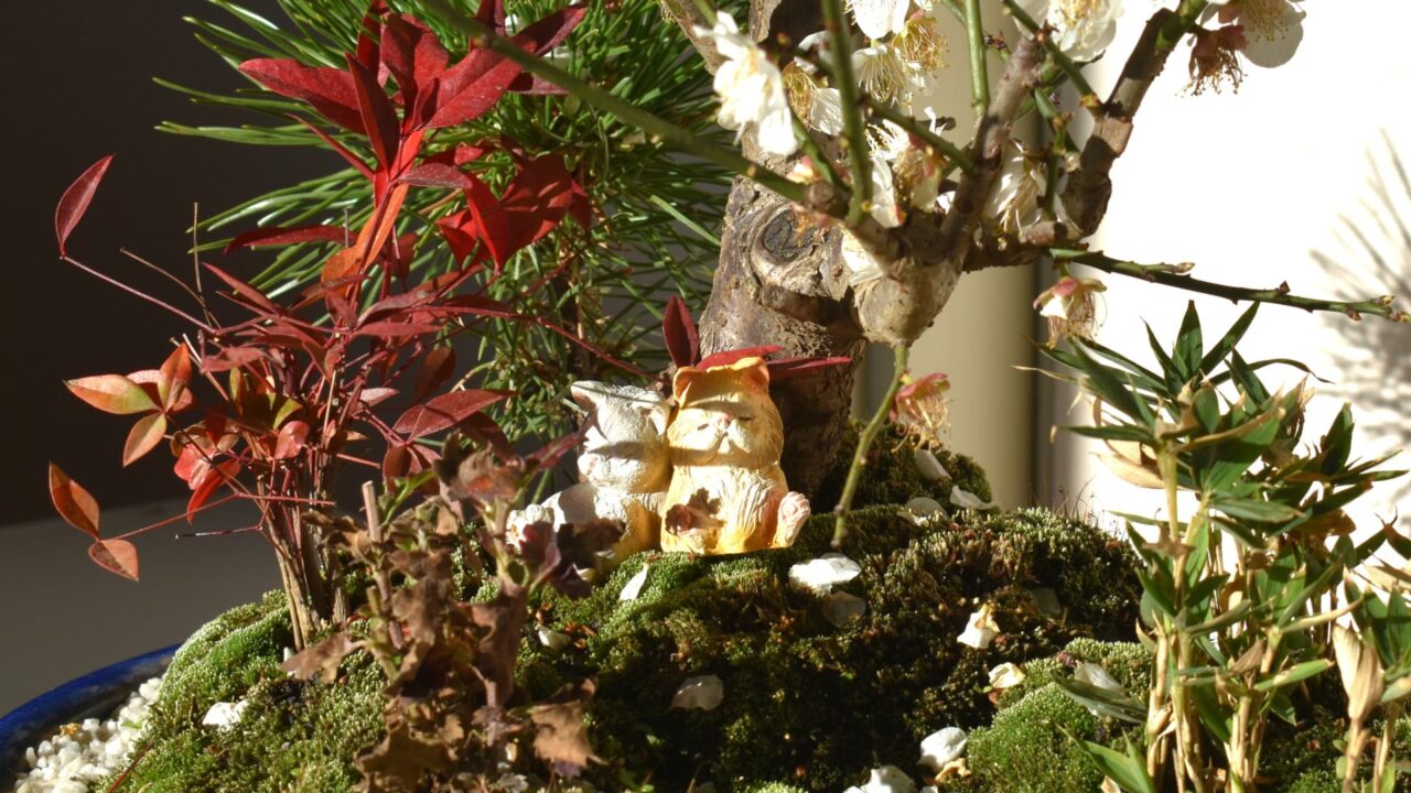 白梅盆栽の中で眠る猫たち5