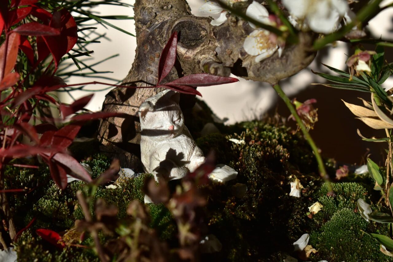 盆栽梅見酒をする犬猫6