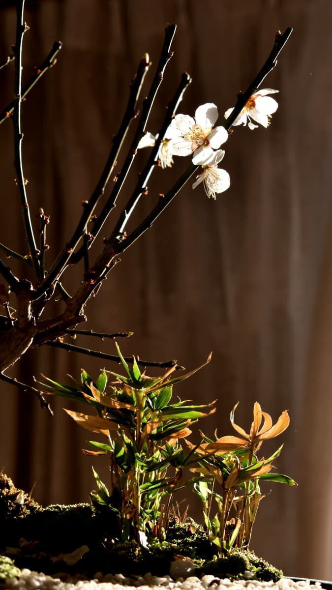 白梅盆栽2021　白梅と稚児笹