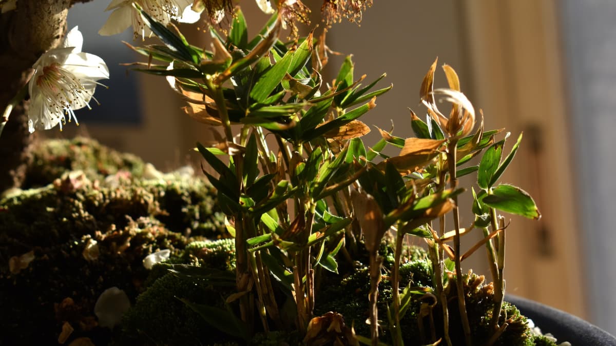 白梅盆栽2021　稚児笹