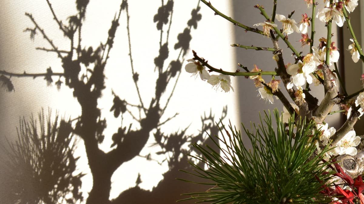 白梅盆栽と鹿の影1