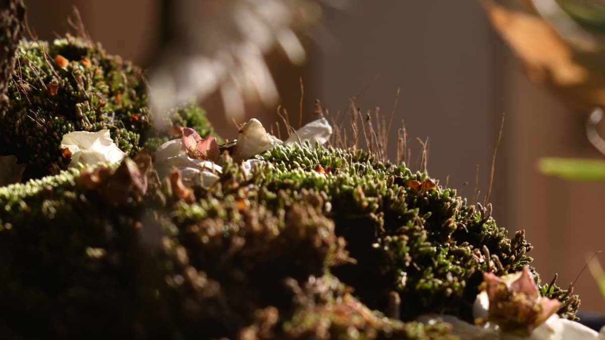 白梅盆栽2021　苔1