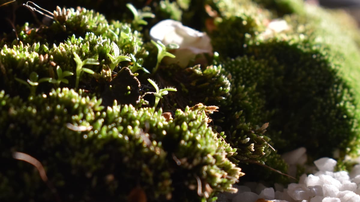 白梅盆栽2021　苔2