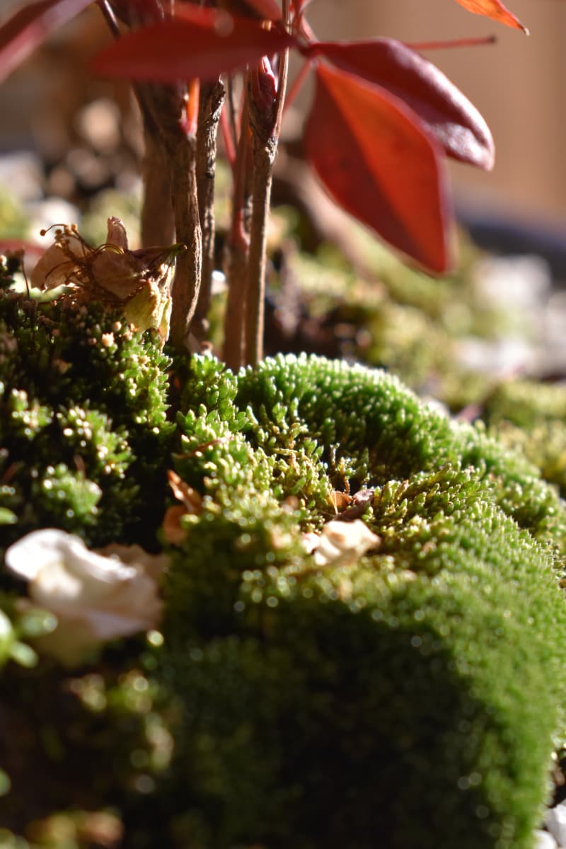 白梅盆栽2021　苔と南天