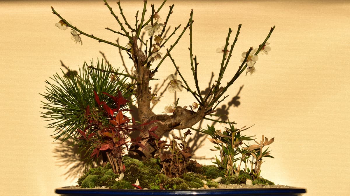 白梅盆栽2021　送梅