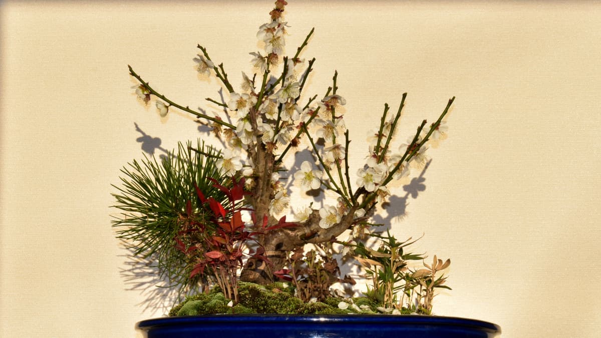 白梅盆栽　終盤