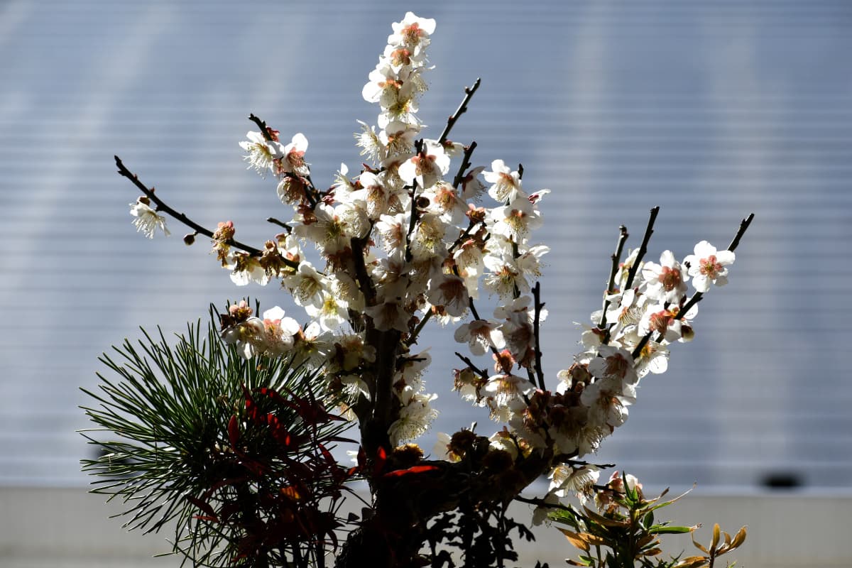 白梅盆栽2021　見上げる1