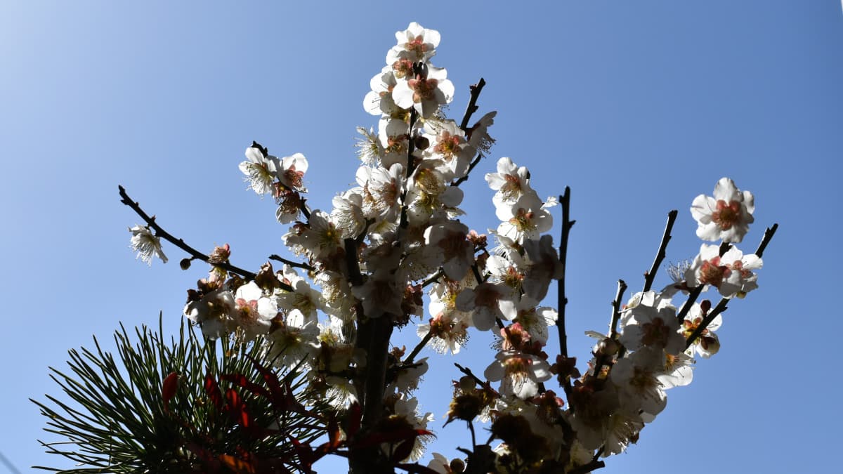 白梅盆栽2021　青空の中