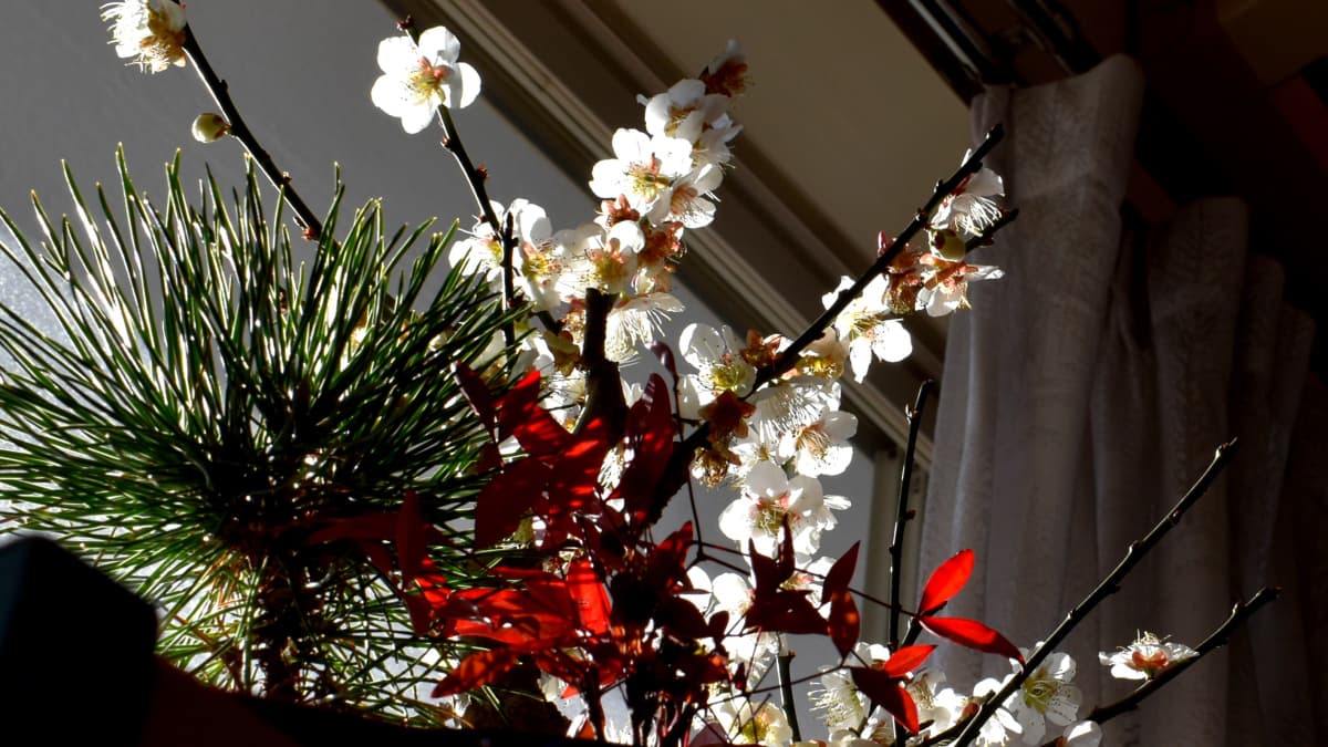 白梅盆栽2021　鮮やかな色彩