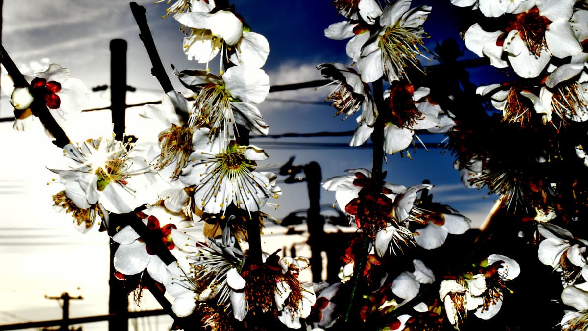 白梅盆栽2021　色のデフォルメ