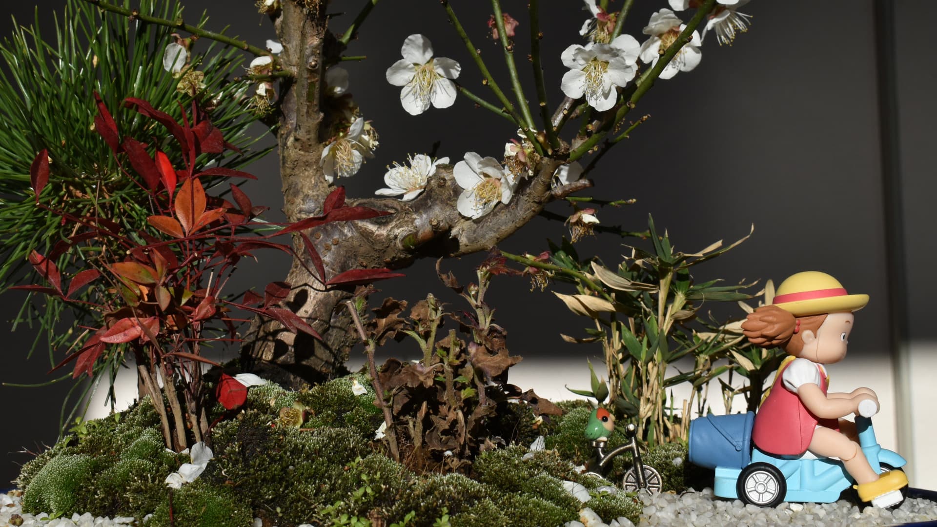 白梅盆栽と３輪車のメイ3