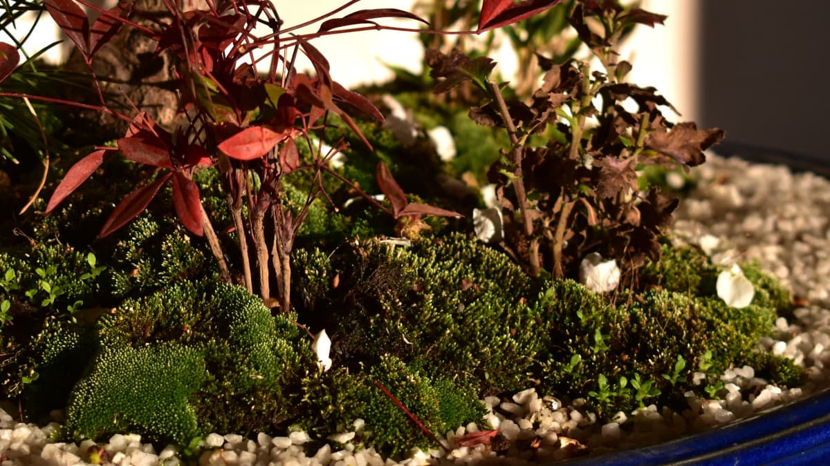 白梅盆栽2021　南天