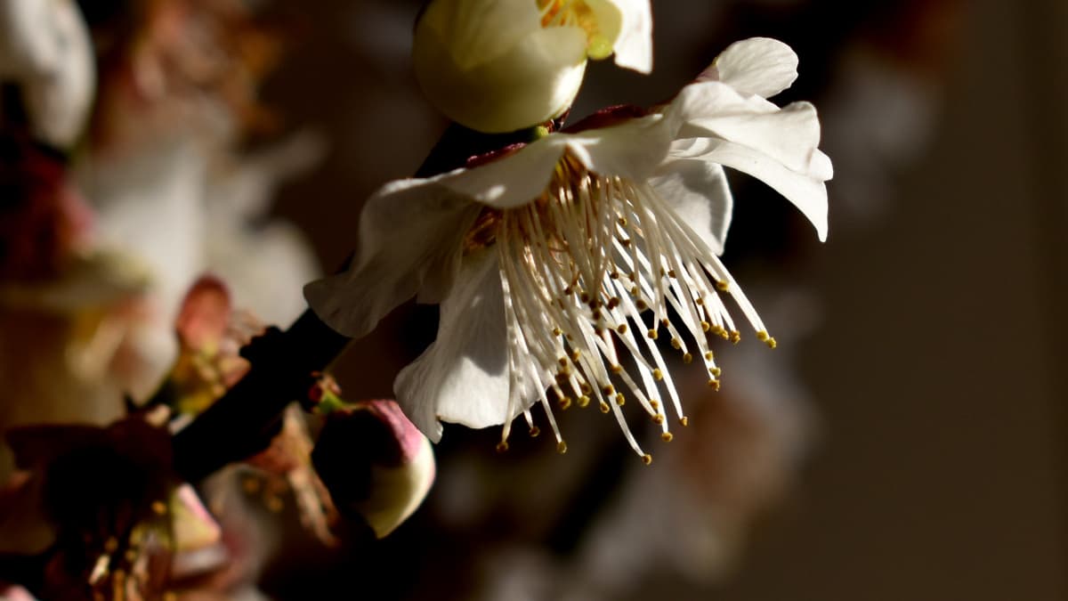 白梅2021　花弁01