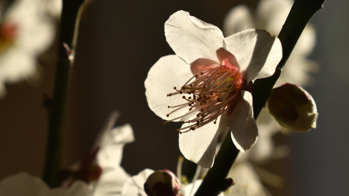 白梅2021　花弁10