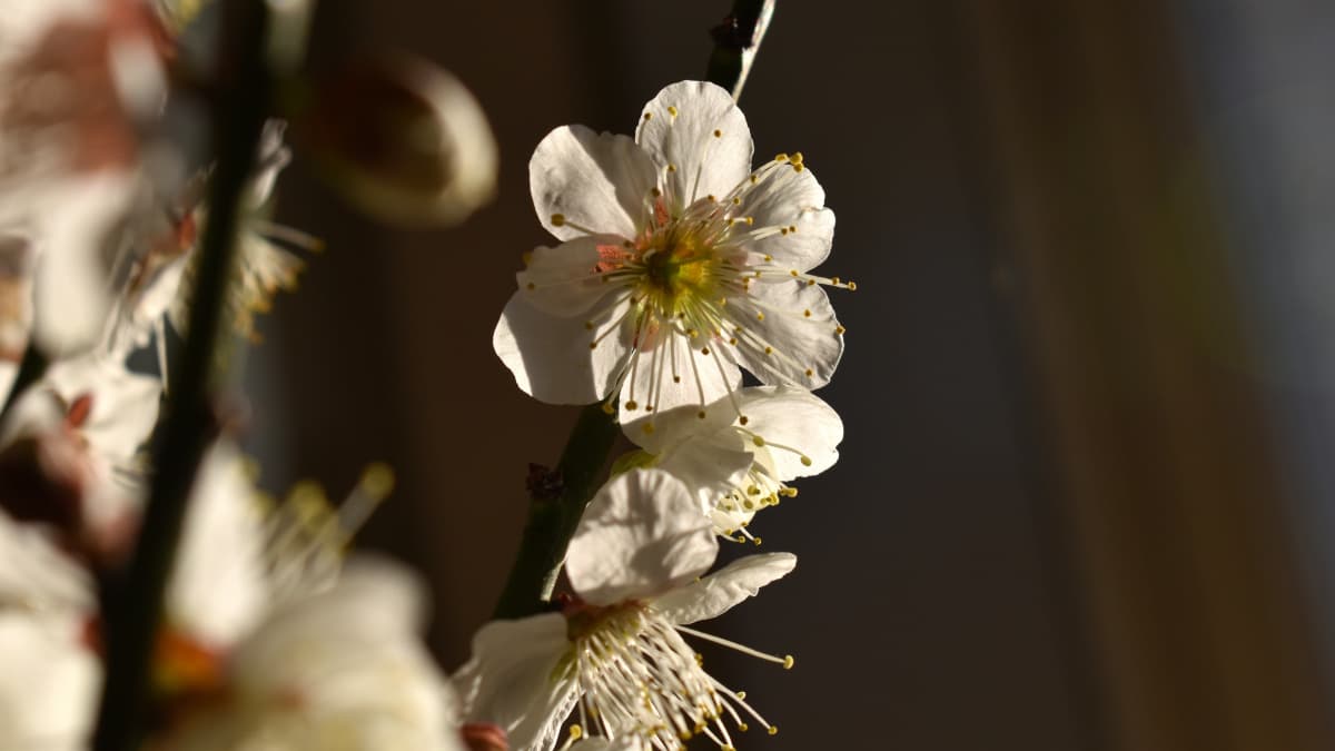 白梅2021　花弁11