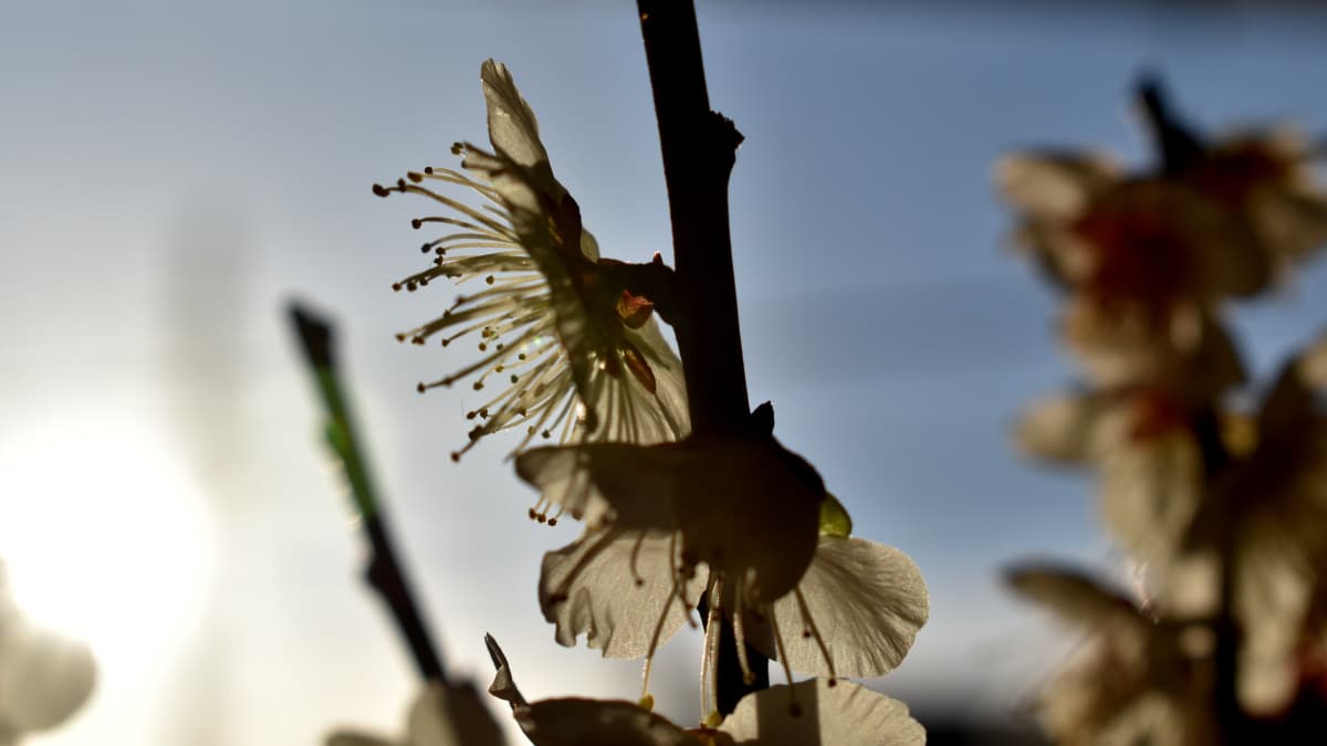 白梅2021　花弁12