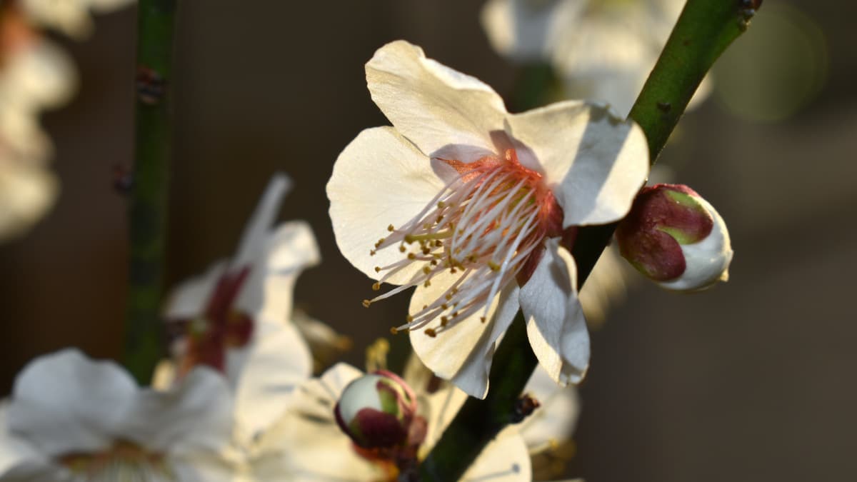 白梅2021　花弁02